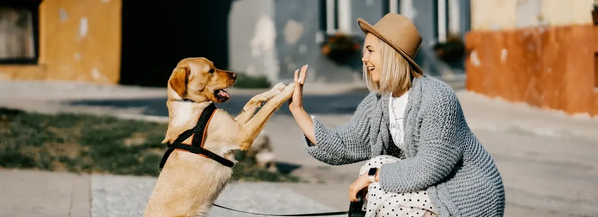 Assurance pour animaux de compagnie